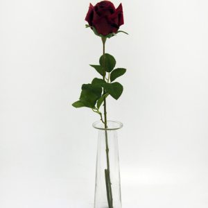 Clumber Red Rose-0