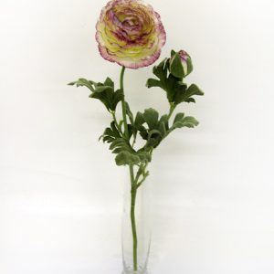 Ranunculus Cream and Purple 40cm-0
